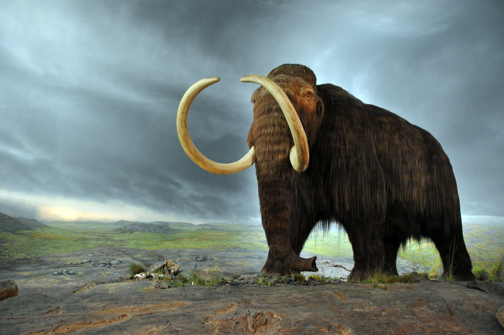 1626px-woolly_mammoth