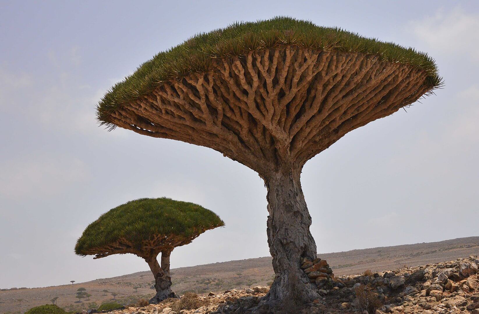 1645px-ancient_dragons_blood_trees_socotra_island_13510645265