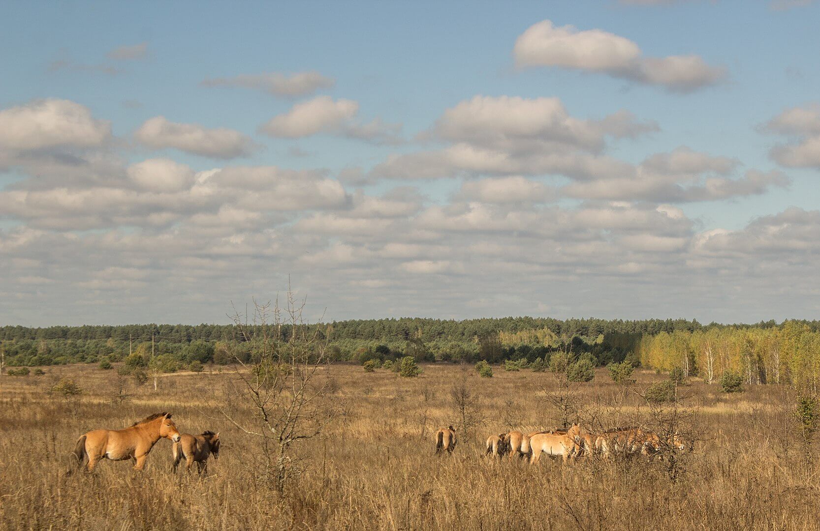 1666px-chernobyl_special_reserve_002