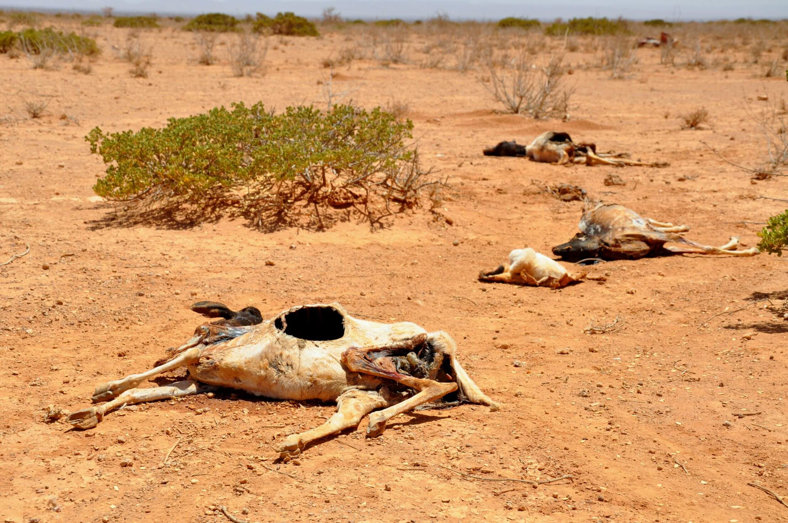 2011_horn_of_africa_famine_oxfam_01uprava