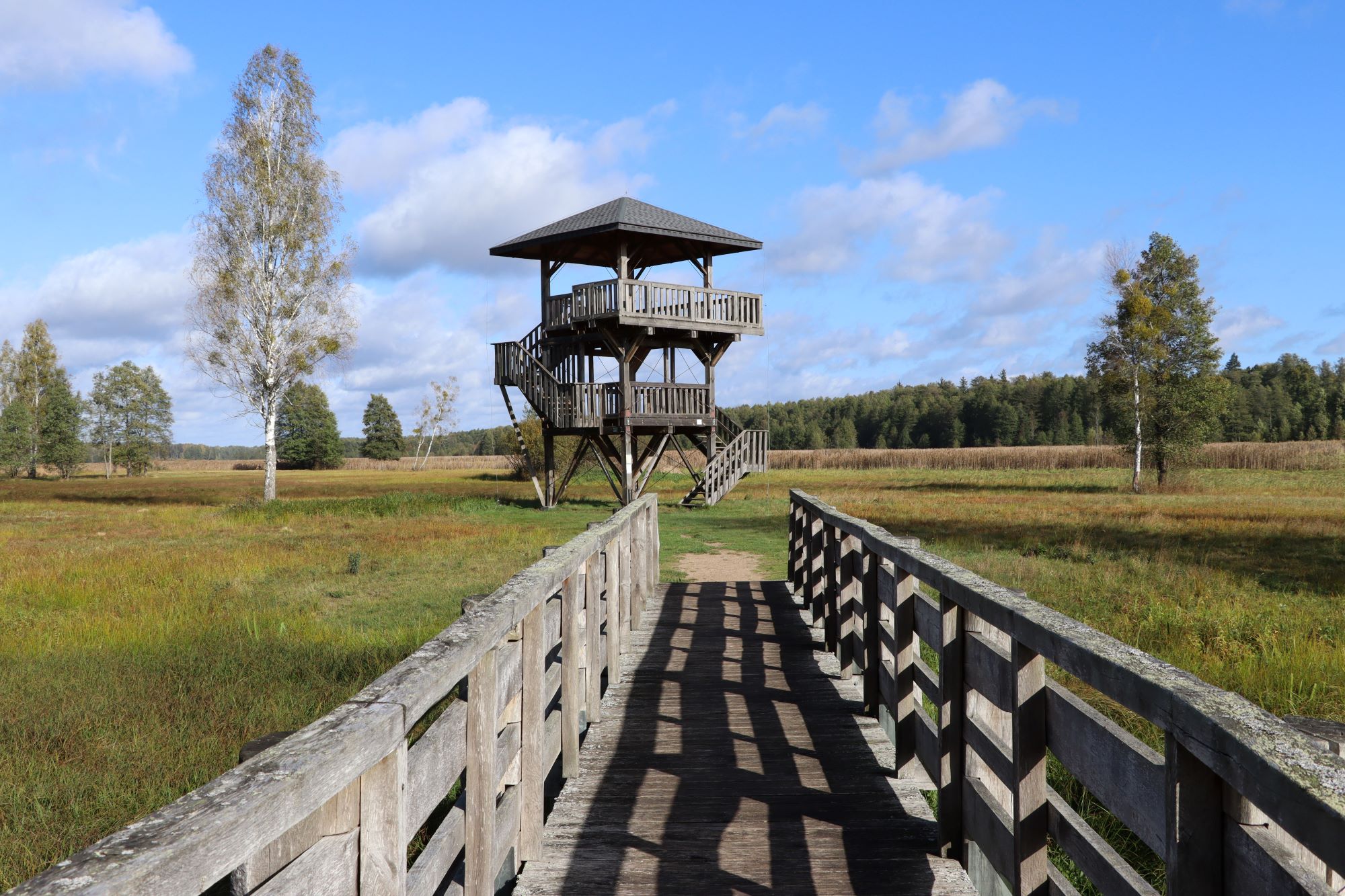 belovezsky-prales_mensi