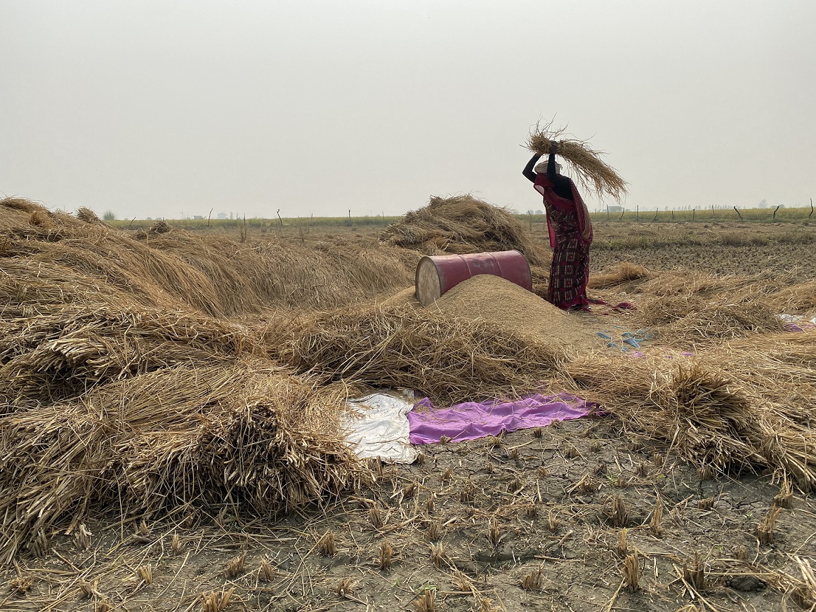 indicka-venkovanka-mlatici-slamu