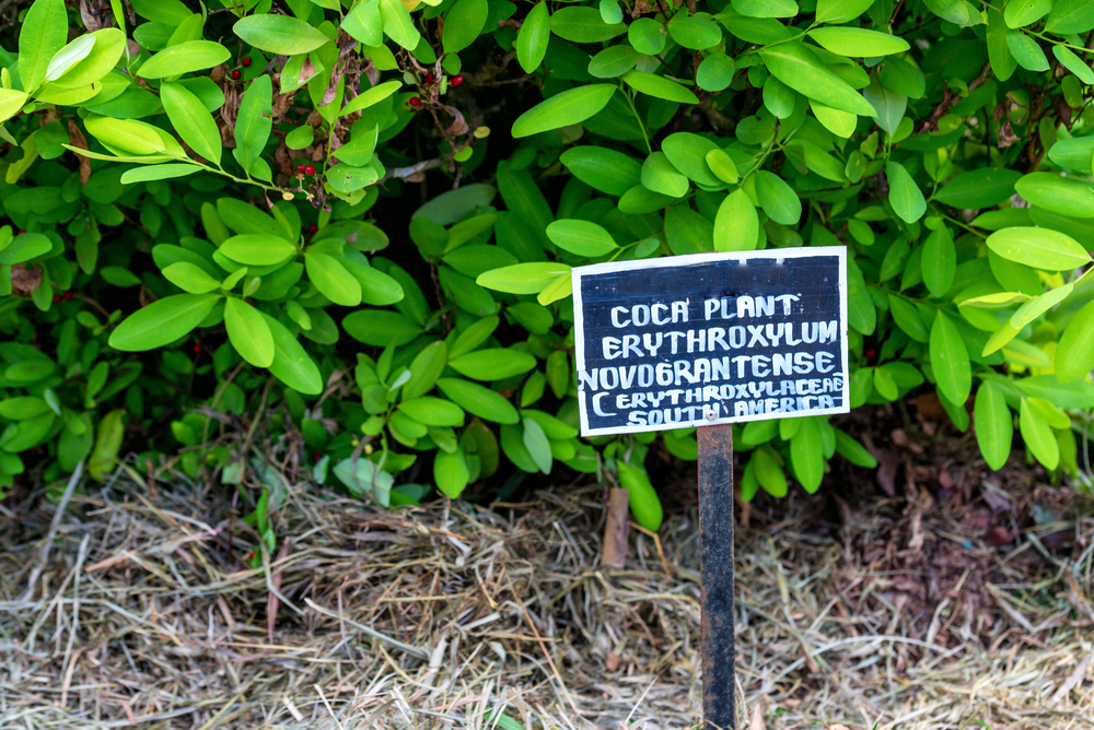 Leaves,Of,Coca,Plant