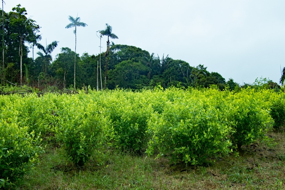 Illicit,Plantations,In,Colombia,,Coca,Leaf,Crops,For,The,Production