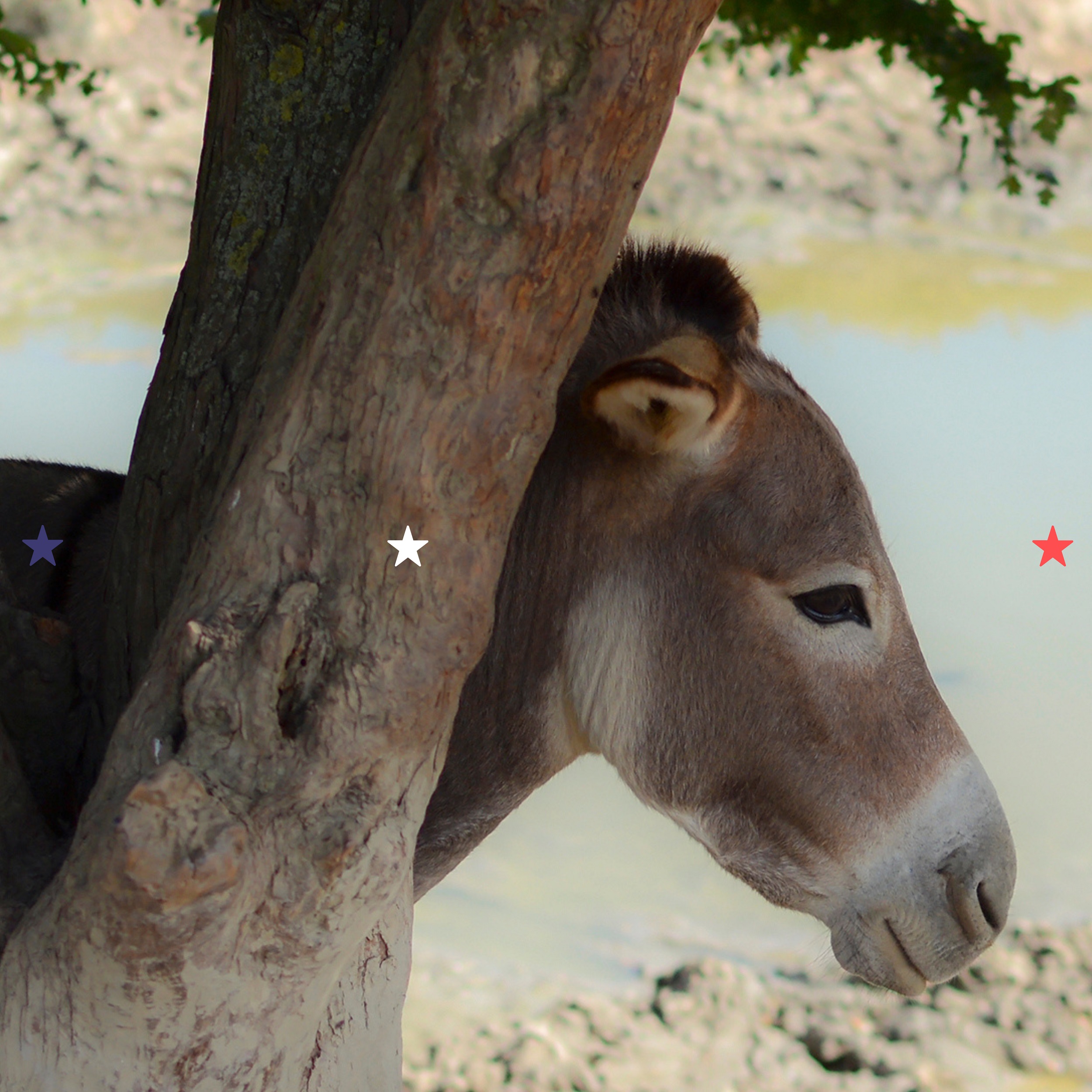 Kopie Návrhu Redneck Stars Photo Web (1600 X 1600 Px)