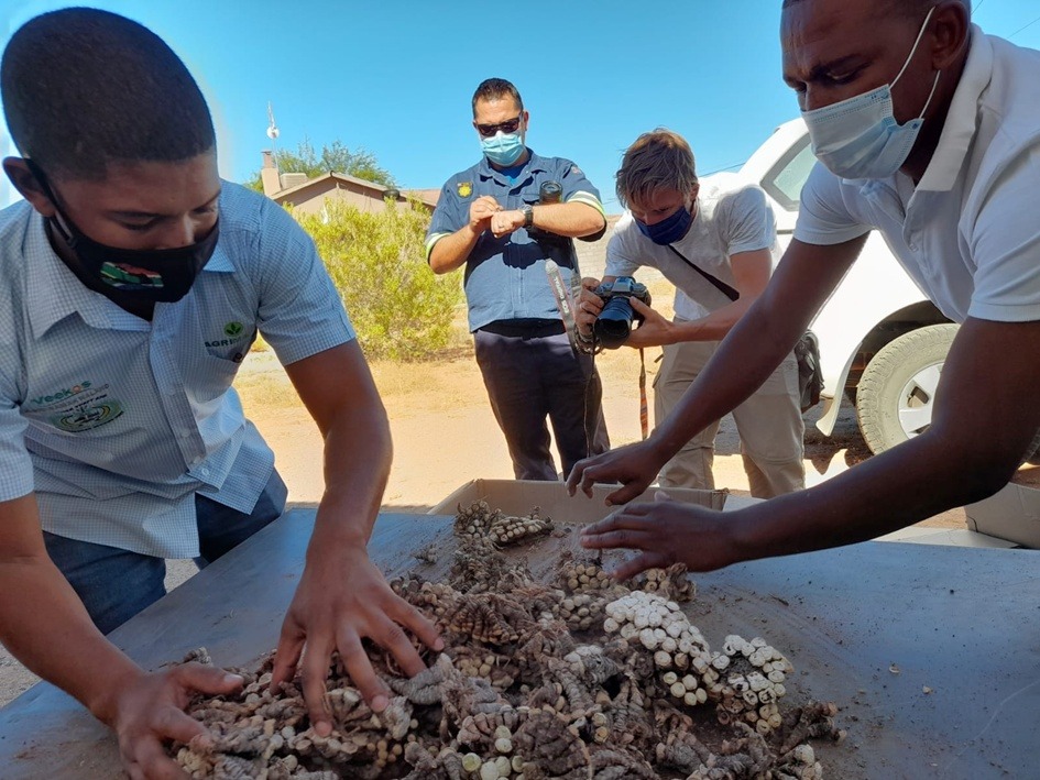 Jihoafričtí policisté zabavují sukulenty rodu Conophytum | Zdroj: South African Police Service