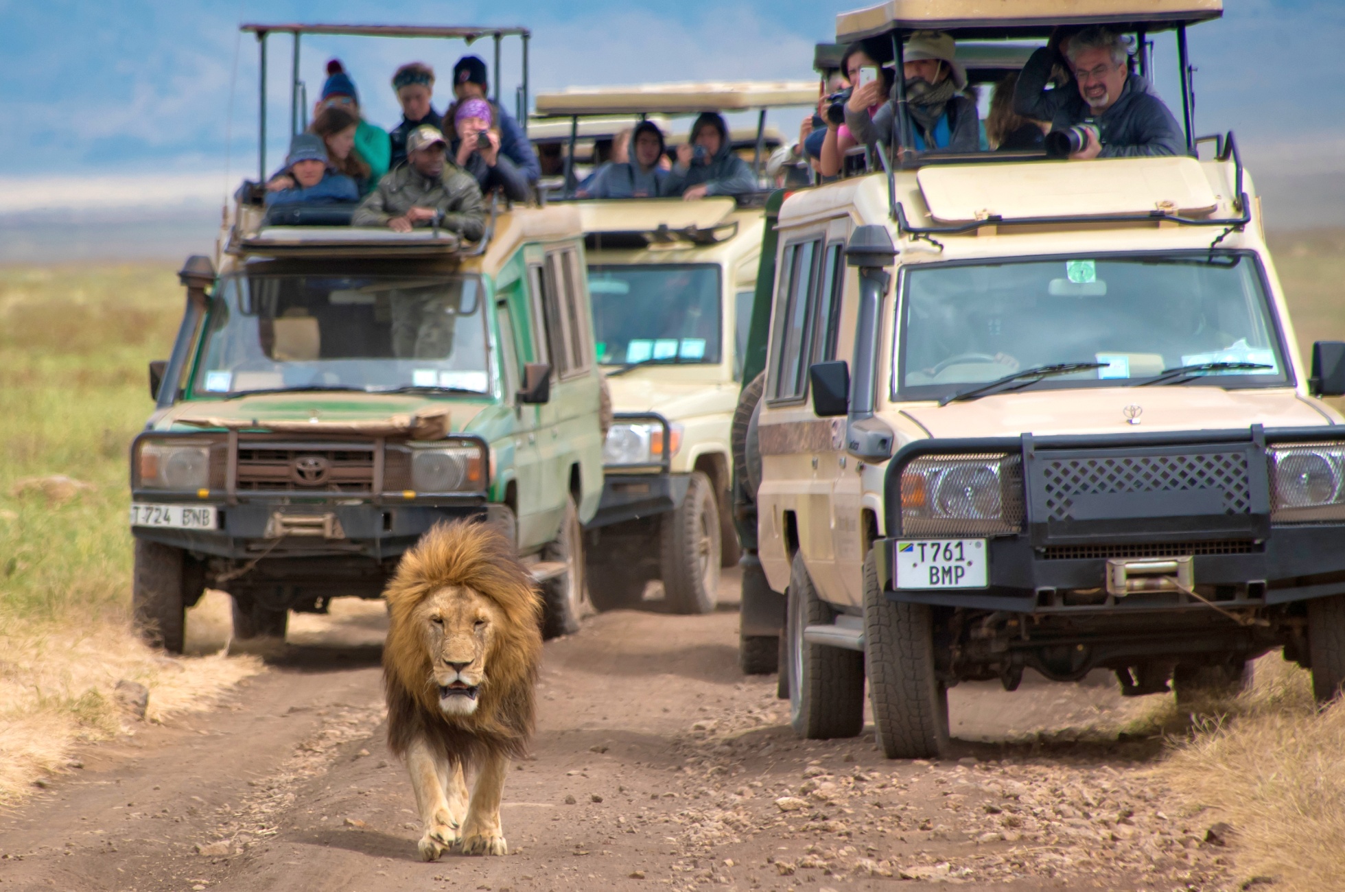 Turisté na africkém safari pozorují lva